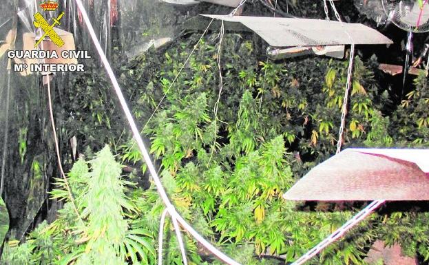 Invernadero de marihuana desmantelado en Pliego. /G. Civil