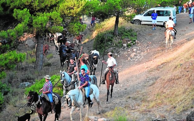 Las reses que protagonizaron el encierro por vereda.