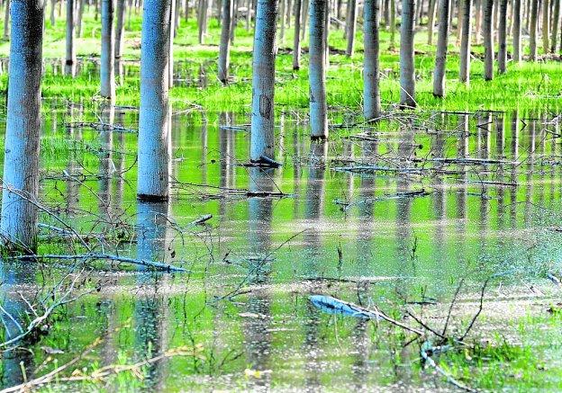 Dos de las rectilíneas y nutridas choperas que se cultivan y explotan a ambas márgenes del río Mundo.