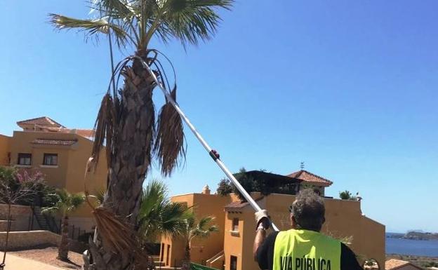 Un empleado de Parques y Jardines corta las hojas secas de una palmera, este jueves.