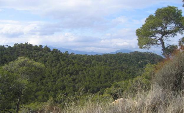 Pinada frondosa en el Caramucel.