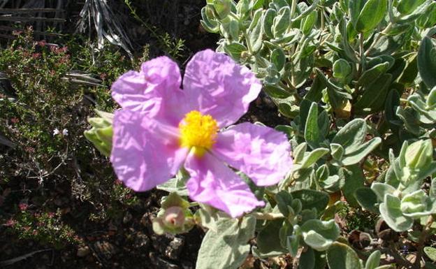 Jara en flor.