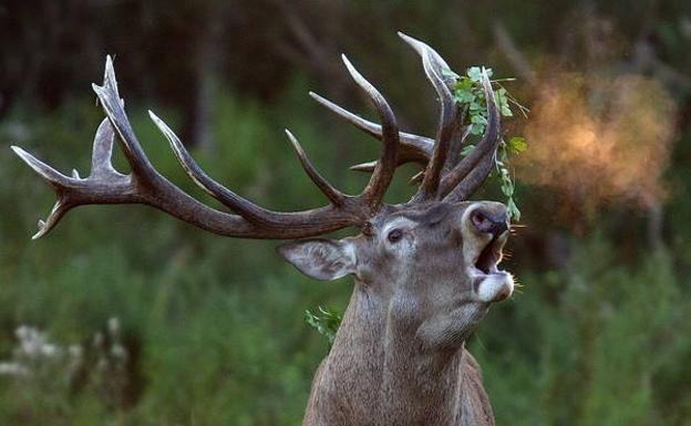 Un venado en pleno esfuerzo. La berrea les deja exhaustos./
