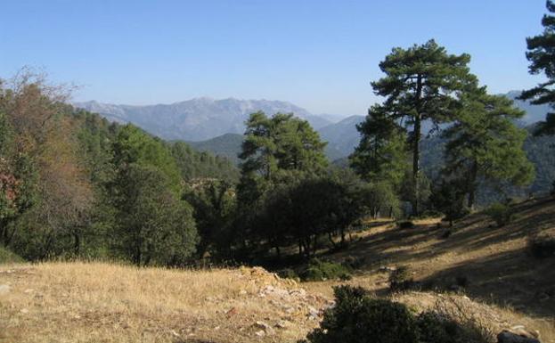 Claro en el bosque frente al Centro de Investigación Roble Hondo, donde acuden los ciervos./