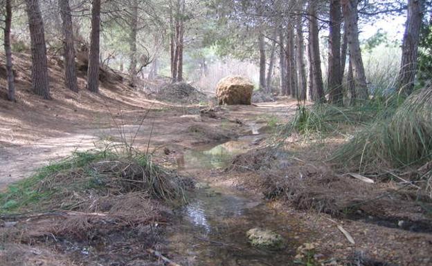 Curso de agua en la rambla de Torregorda.