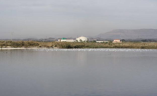 Decenas de gaviotas descansan sobre la superficie de una de las lagunas artificiales que integran el humedal de Campotéjar./