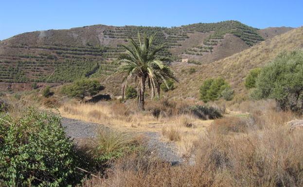 El valle de Pinilla, una sucesión de palmeras, pinos piñoneros y espinos./