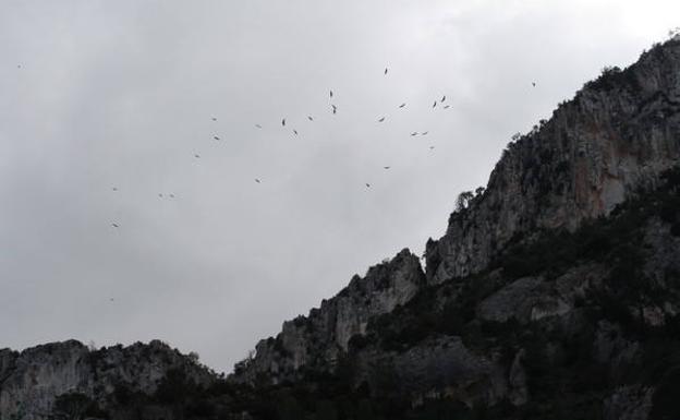 Casi treinta buitres sobrevuelan las cresterías de la Sierra de la Culebrina, en Lorca, sobre el cañón del río Luchena./