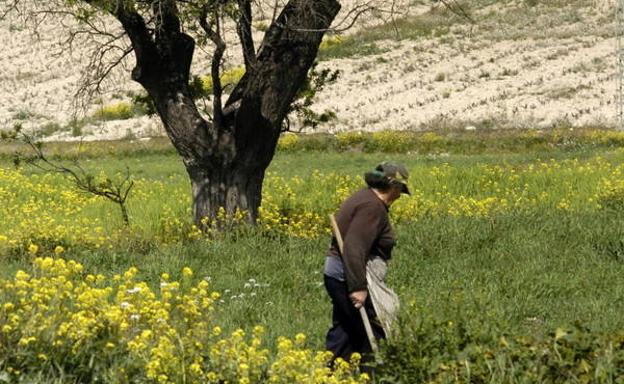 Una escena cotidiana en Doña Inés: una vecina de la pedanía labra a mano su bancal./