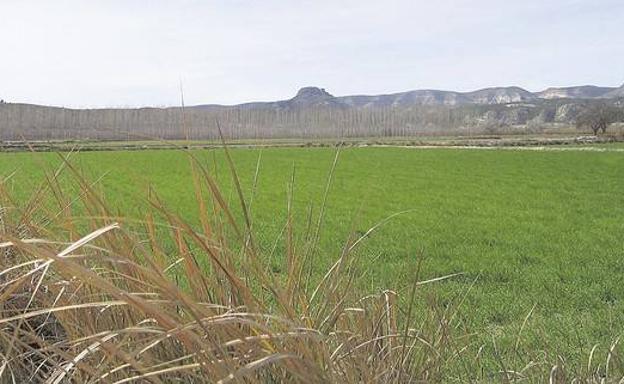 Arrozales en barbecho en El Maeso.