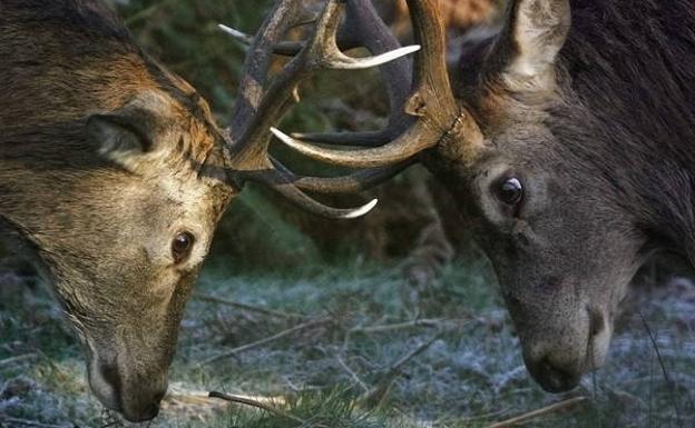 Dos ciervos miden sus fuerzas en un duelo por cubrir el mayor número posible de hembras.