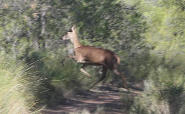 Una hembra de ciervo cruza una senda junto al Parque Ecológico.