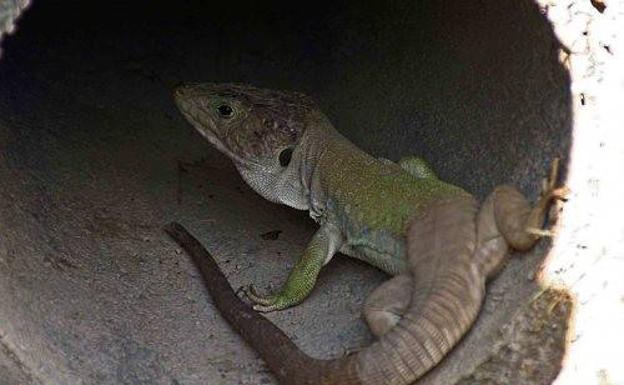 Lagarto ocelado.