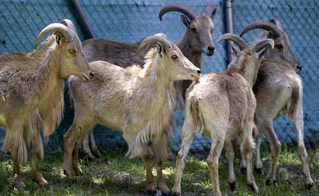 El arruí es considerada una especie invasora. /Guillermo Carrión/ AGM