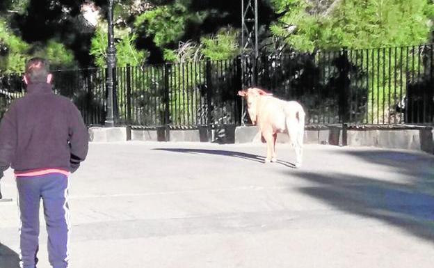 Un vecino, ante el macho cabrío en el entorno del castillo./A. A.