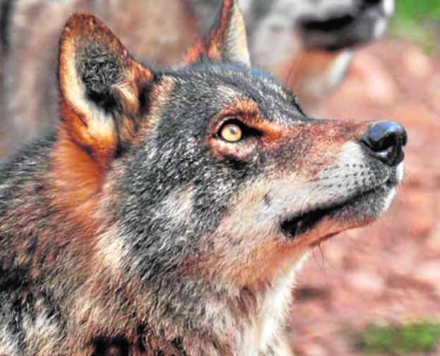 Primer plano de un lobo ibérico ('Canis lupus signatus')./Ecologistas en Acción