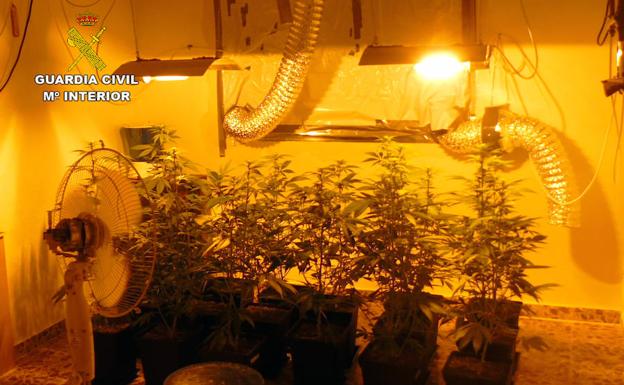 Plantación de marihuana en el interior de la vivienda. /Guardia Civil