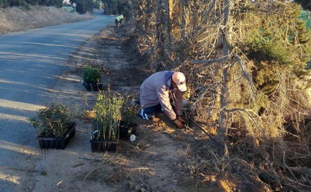 Los árboles plantados por los regantes en Cartagena./A. Gil