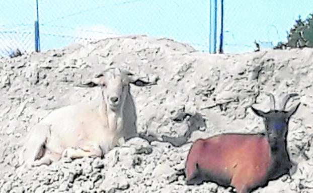 El macho cabrío (i), en el recinto donde ahora se encuentra./LV