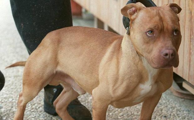 Un pitbull. /Archivo