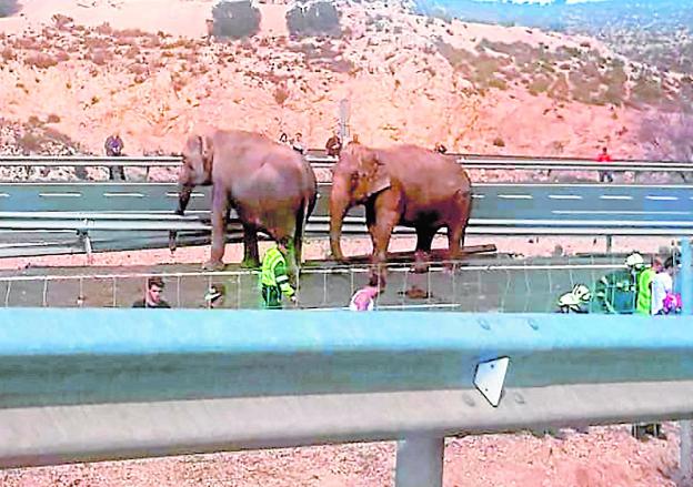 Dos de los elefantes accidentados andan desorientados por la autovía./Belén García / EFE