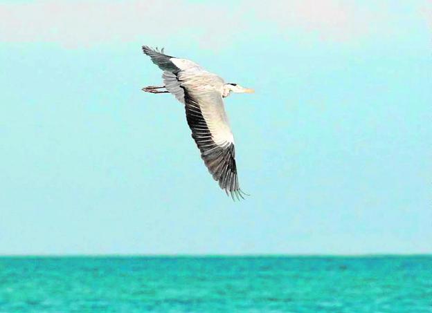 Una garza real sobrevuela el Mar Menor./Antonio Fernández-Caro