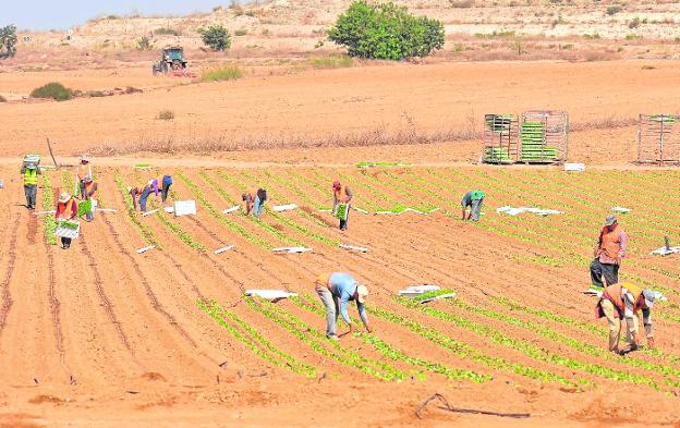 Unos jornaleros plantan lechugas en una finca del Campo de Cartagena, ayer./Antonio Gil / AGM