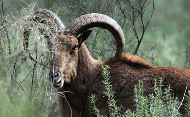 Macho de arruí en Sierra Espuña./Guillermo Carrión/ AGM