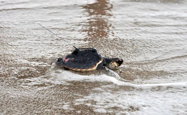 Tortuga boba devuelta al mar en San Juan de los Terreros (Pulpí, Almería), equipada con un transmisor vía satélite/Guillemo Carrión / AGM
