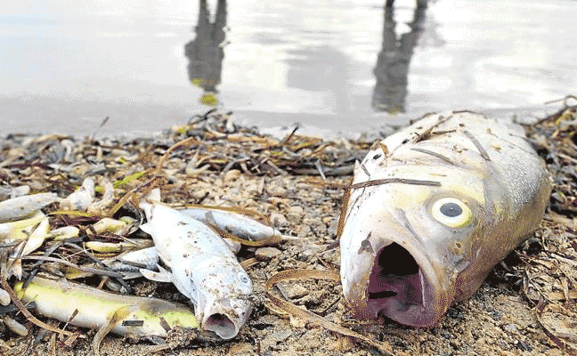 Una gran lubina, rodeada de otros peces muertos, ayer, en la orilla de la playa de Villananitos, con la silueta de dos agentes medioambientales reflejada en el agua./vicente vicÉns / agm