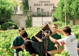 600 murcianos trabajarán en la vendimia francesa, para la que ya no hay más plazas