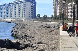 Alfombra vegetal. Arribazones de posidonia en la playa del Pedrucho, en la vertiente mediterránea de la zona norte de La Manga (San Javier), el miércoles. :: ANTONIO GIL / AGM/