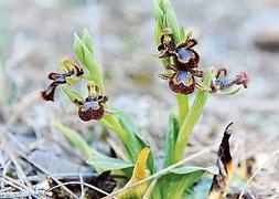 Espejo de Venus en flor, 'Ophrys speculum'./