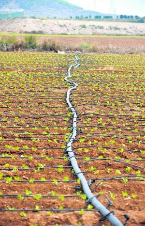 Sistema de riego por goteo en una explotación del Campo de Cartagena. :: ANTONIO GIL / AGM/