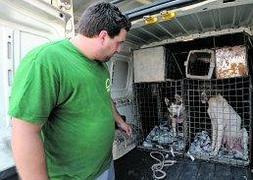 Algunos de los perros entregados por sus propietarios este verano. :: PACO ALONSO / AGM/