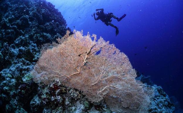 Un buzo nadando sobre un abanico de mar Gorgonian en un arrecife de coral en la reserva marina egipcia del Mar Rojo de Ras Mohamed./AFP