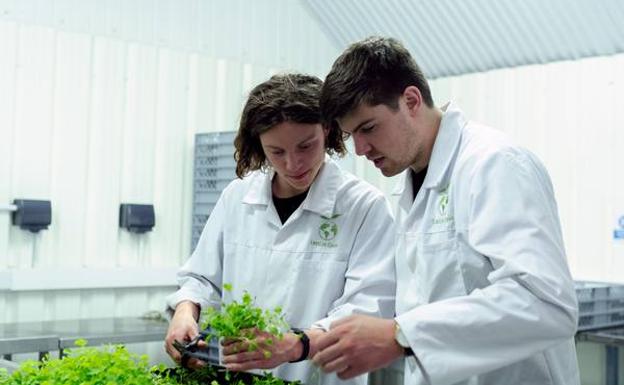 Tratamiento de variedades vegetales en laboratorio.