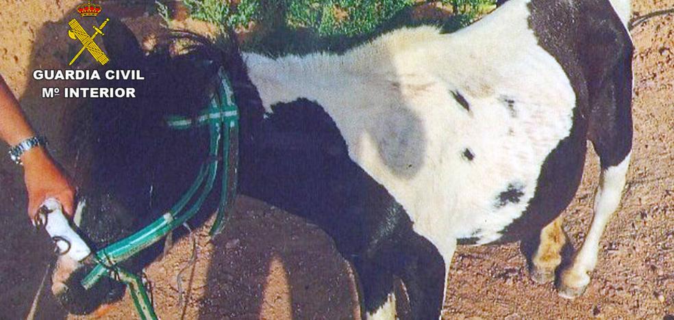 Sucesos | Tres investigados por el abandono de un poni que deambulaba desorientado por una carretera de Cartagena - Vimarsana News