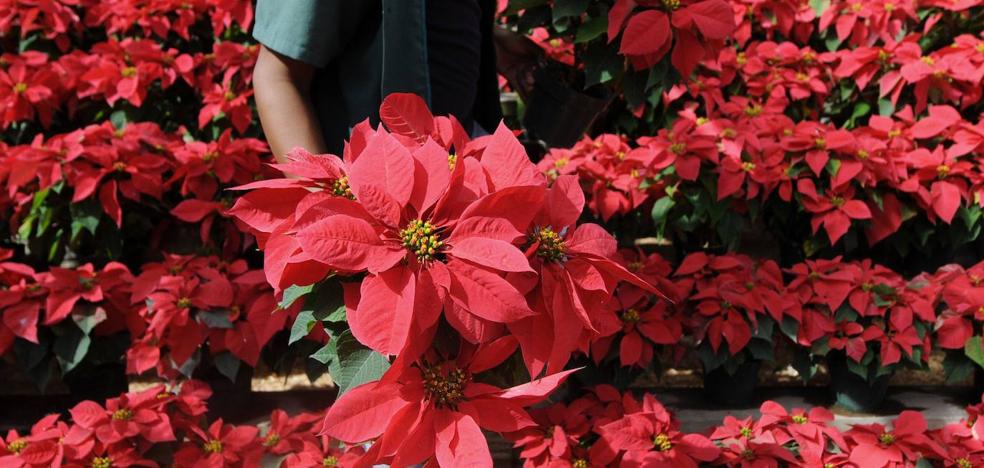 Trucos flor de Navidad | Cómo cuidar las flores de Pascua para que duren  mucho más tiempo | La Verdad