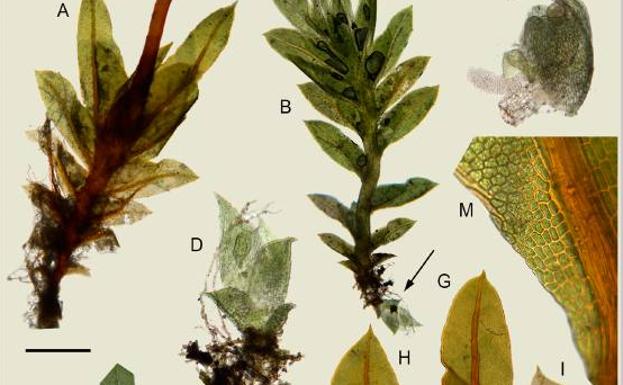 Image of plant species.