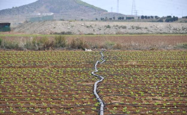 Drip irrigation system in a farm in Campo de Cartagena, in a file image.