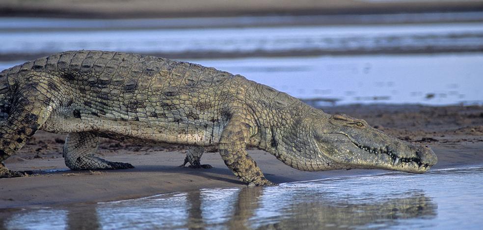 The distant cousins ​​of the Nile crocodiles lived in Castilla y León