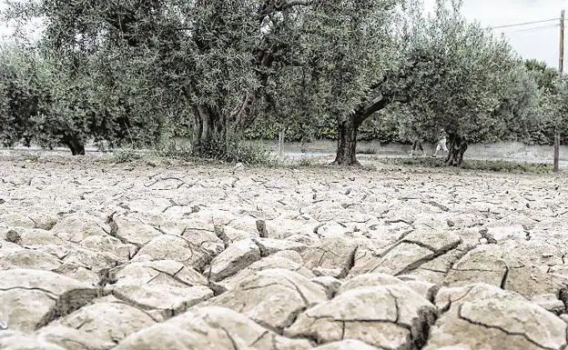 Soil cracked by drought in an olive grove.