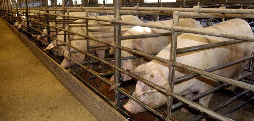 The pig boom triples the average number of pigs per farm in ten years