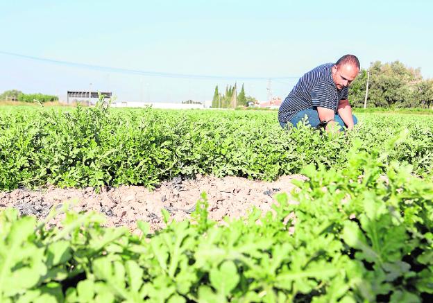 The ecological farmer and technician of Alimer Félix David Guerrero supervises a watermelon crop, yesterday. 