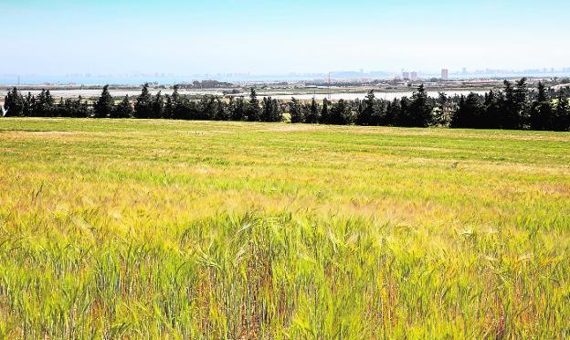 Barley cultivation on a plot near El Sabinar and La Manga Club.  In the background, the Mar Menor. 
