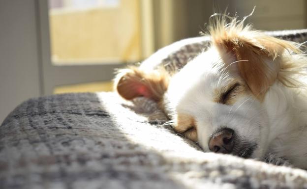 A dog sleeps in the sun. 
