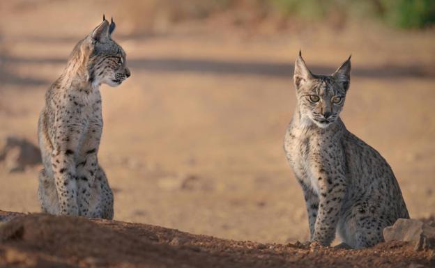 Two Iberian lynx cubs.