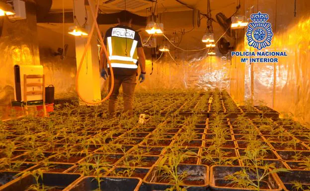 Indoor cultivation dismantled in Molina.