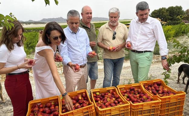 Counselor Luengo visits an apricot plantation in Cieza, last Tuesday.